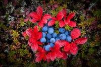 Natural Wreath - David Taylor